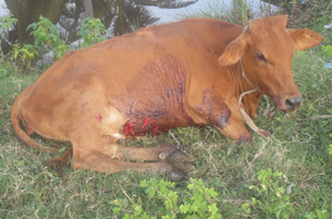 The wounded cow that caused the accident.